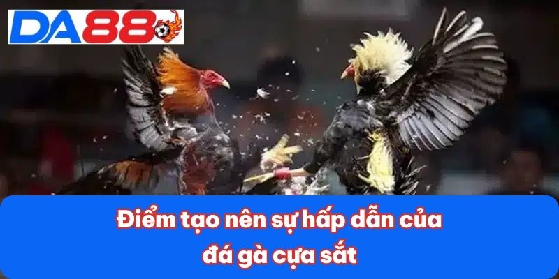 Đá Gà Cựa Sắt - Môn Thể Thao Kịch Tính, Đầy Chiến Lược 2 Điểm tạo nên sự hấp dẫn của đá gà cựa sắt