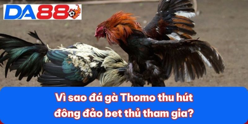 Đá Gà Thomo - Đấu Trường Đỉnh Cao Với Các Trận Chiến Hấp Dẫn 2 Vì sao đá gà Thomo thu hút đông đảo bet thủ tham gia?